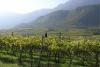 Alto Adige Wine Road