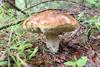 Mushroom picking