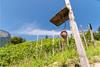 Wine Trail