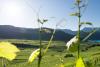 Bolzano Vigneti e Dolomiti