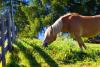 Lärchen & Haflinger