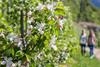 Apple Trail