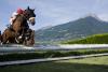 Haflinger horse races