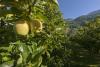 Apples throughout the year