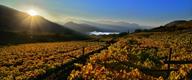 WineAutumn