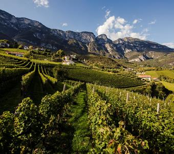 vineyards-penon-kofl-florian-andergassen